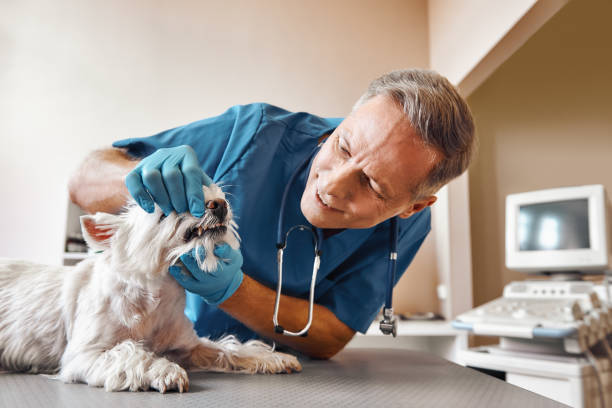Best 24-Hour Emergency Dentist in Rouses Point, NY